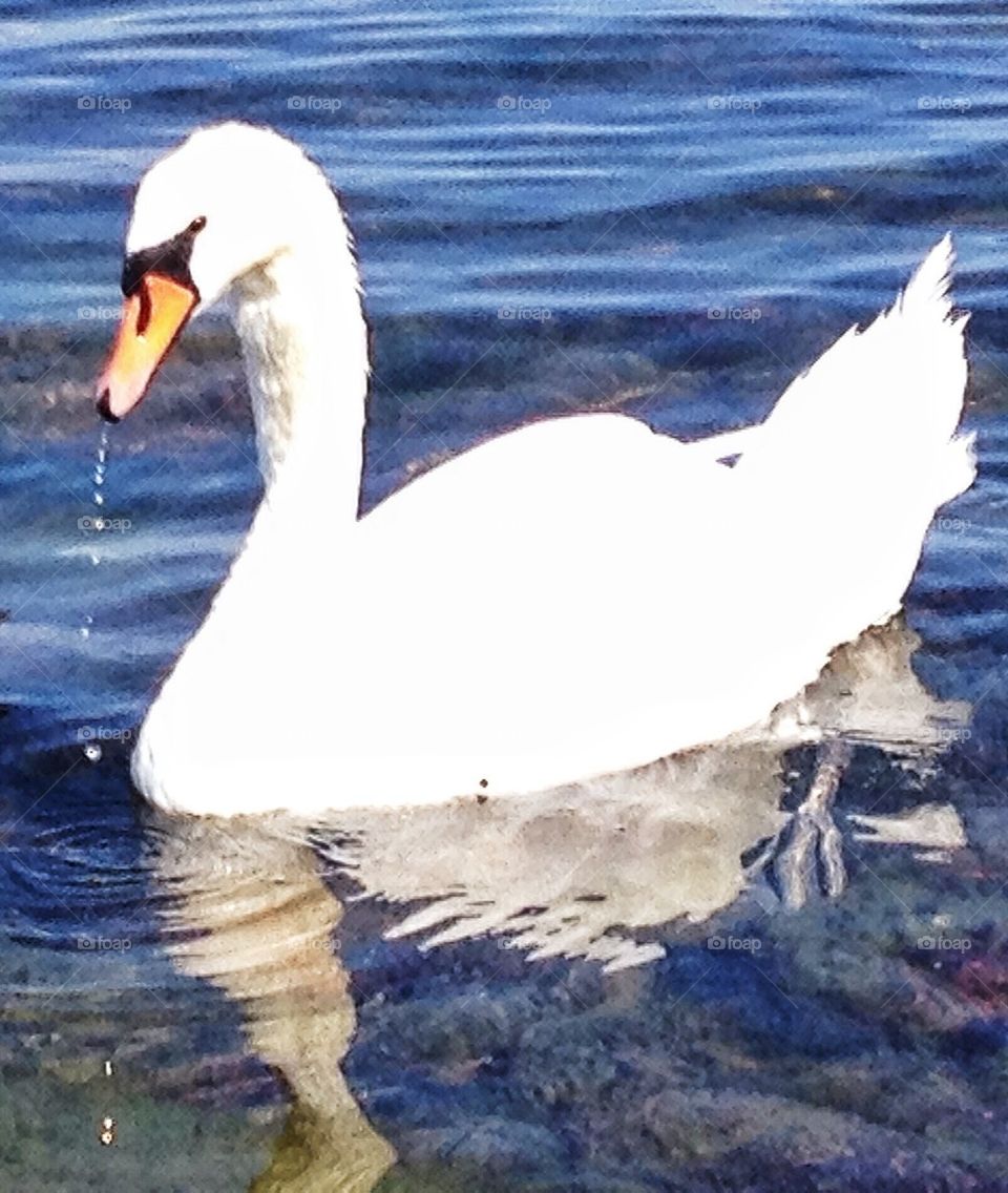 Swan