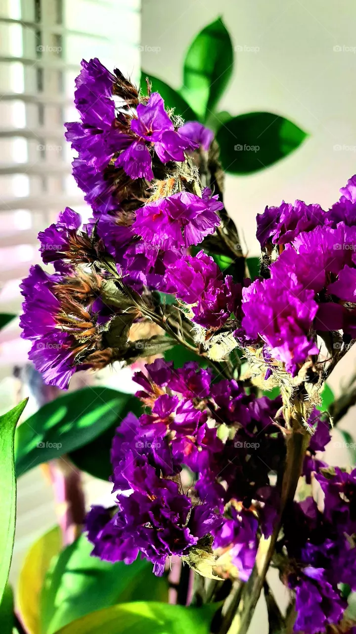 Sea lavender 💜
