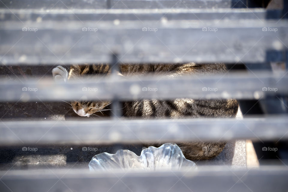 Sleeping cat clicked through the metal stairs - New places to sleep, new ideas to click.