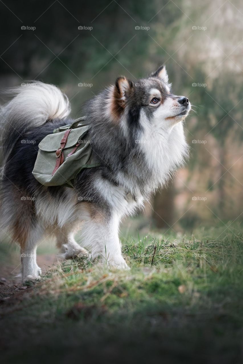 Portrait of a young Finnish Lapphund dog outdoors 