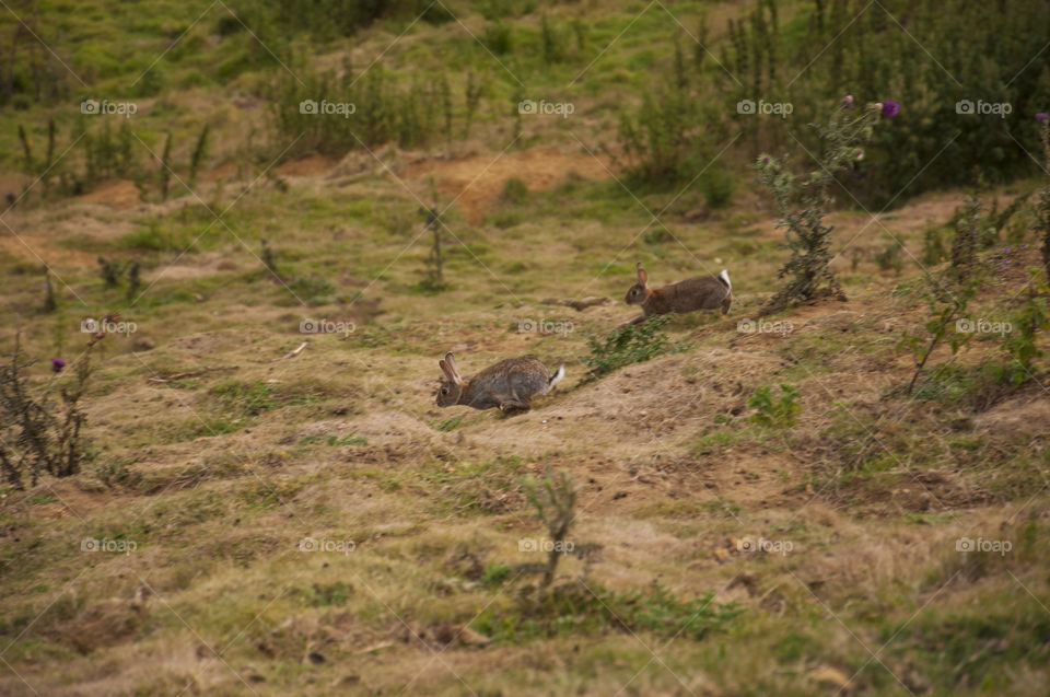 Mammal, Wildlife, No Person, Grassland, Landscape