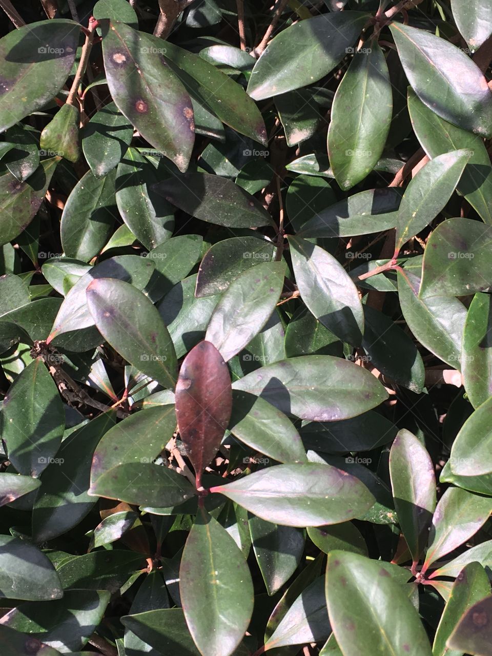 What kind of planet is this