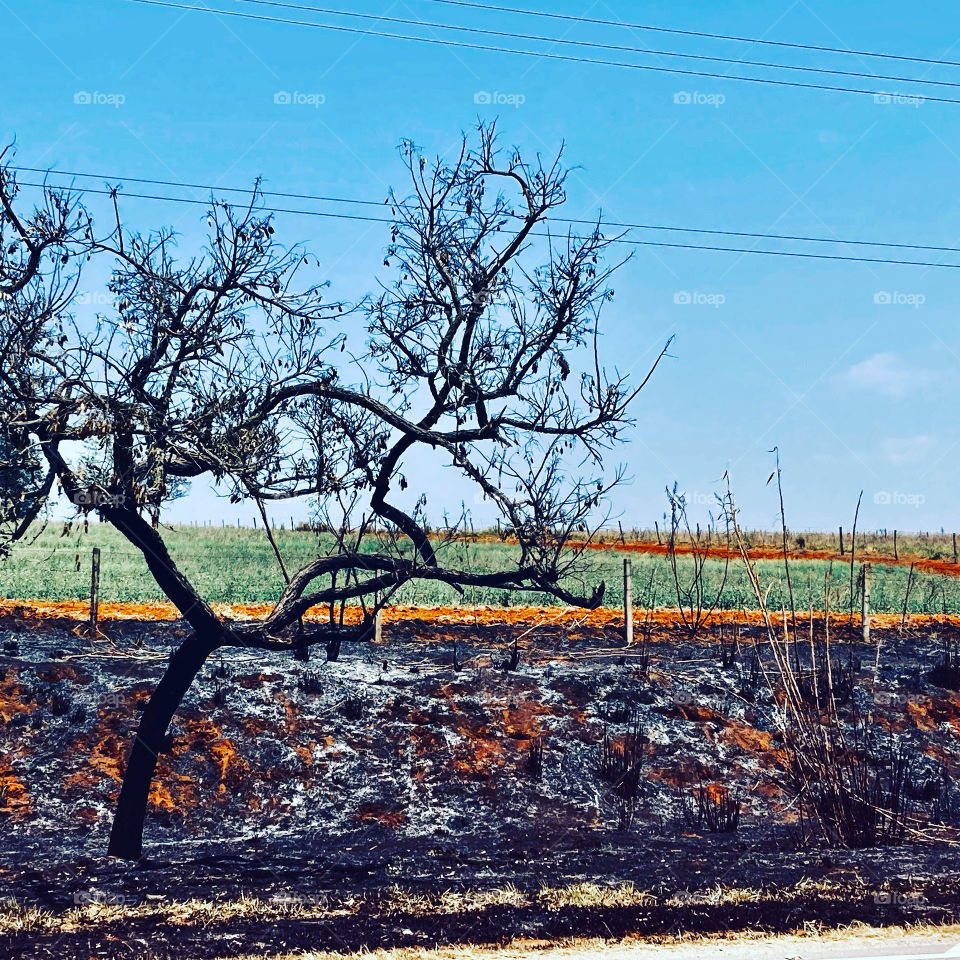 Que judiação… tudo queimando por aí!

Às margens das rodovias, só se vê fogueira e fumaça.

Vem logo, dona Chuva!