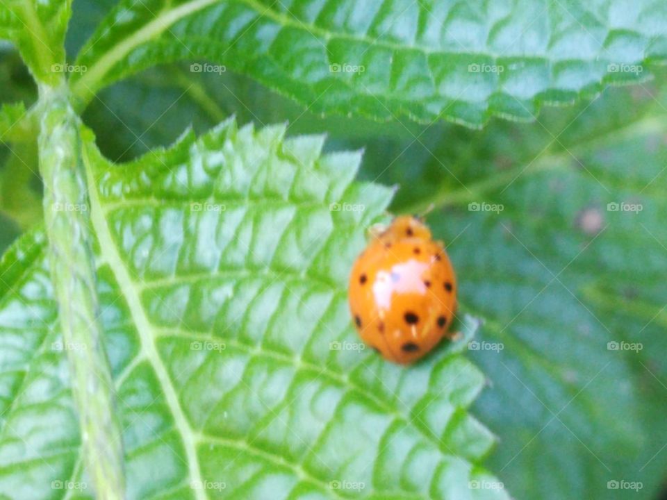 Pea beetle
