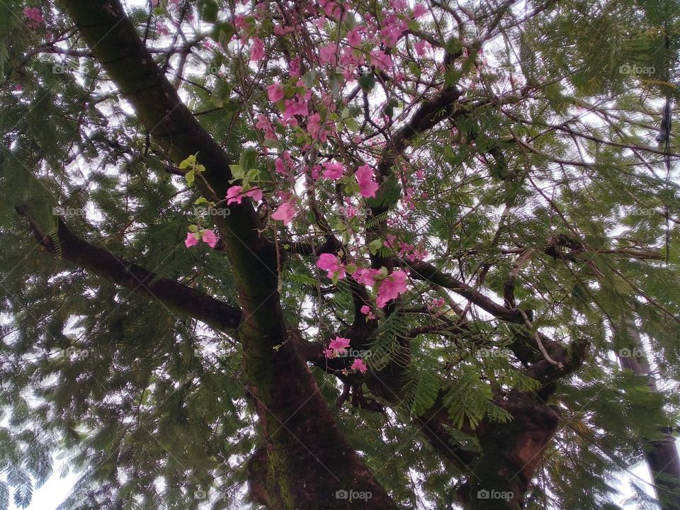 Tree and  pink flowers