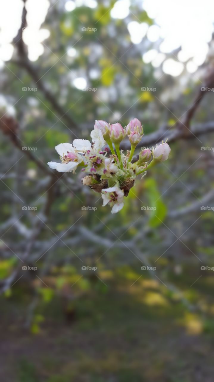 Pink Pear Blossoms