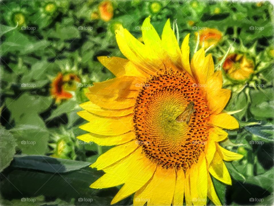 Sunflower