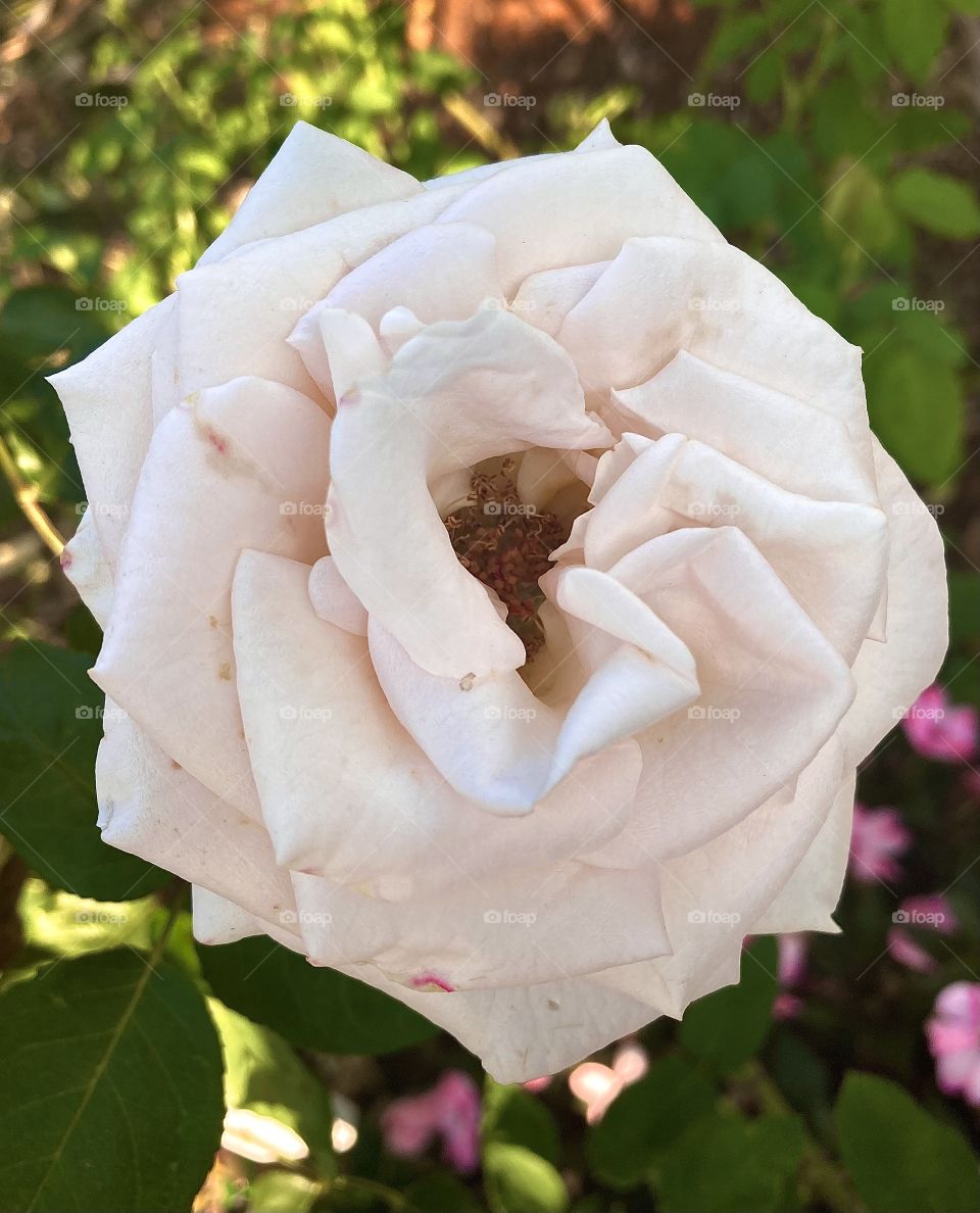 🌹 🇺🇸 Very beautiful flowers to brighten our day.  Live nature and its beauty. Did you like the delicate petals? / 🇧🇷 Flores muito bonitas para alegrar nosso dia. Viva a natureza e sua beleza. Gostaram das pétalas delicadas? 