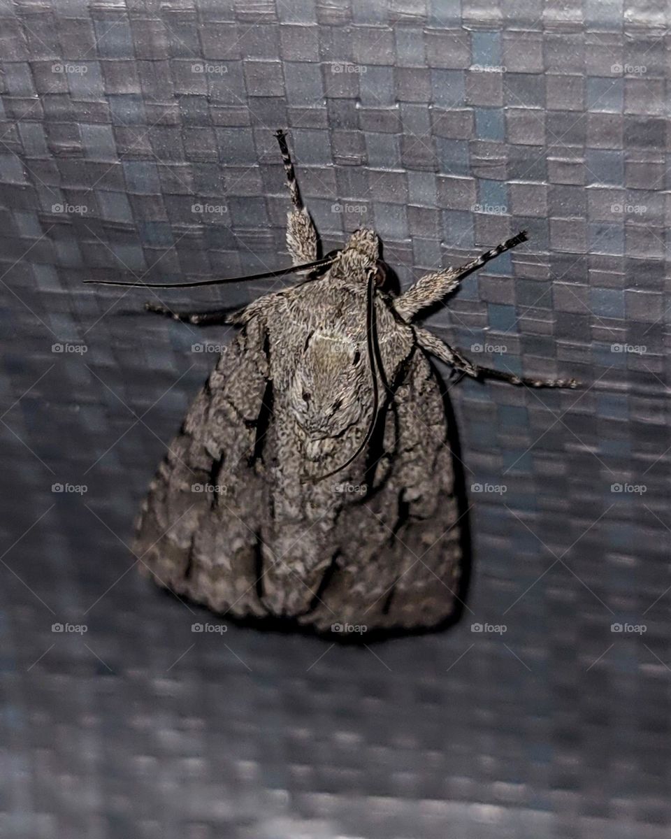 grey moth resting on a grey tarp