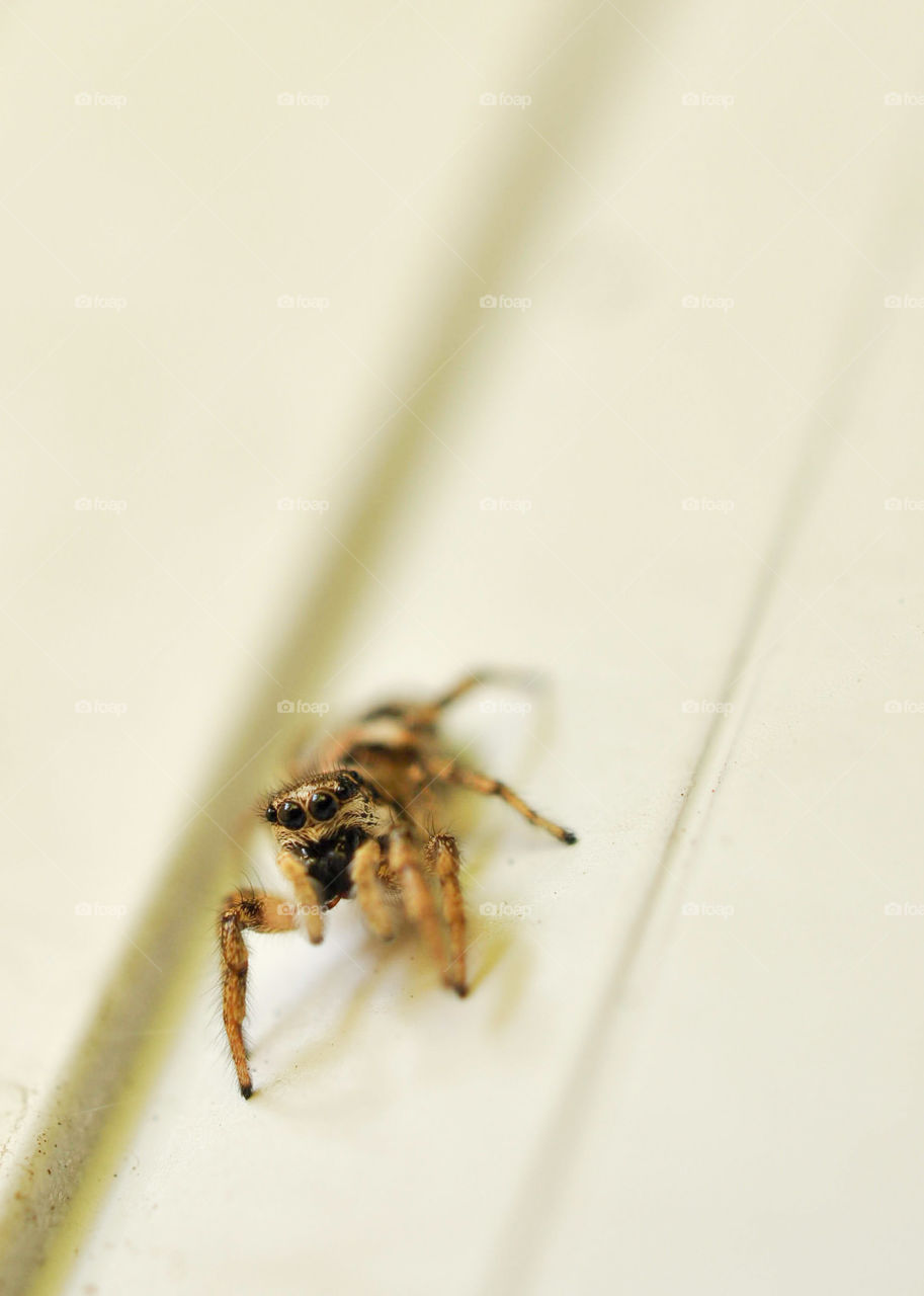 Jumping spider on a light background