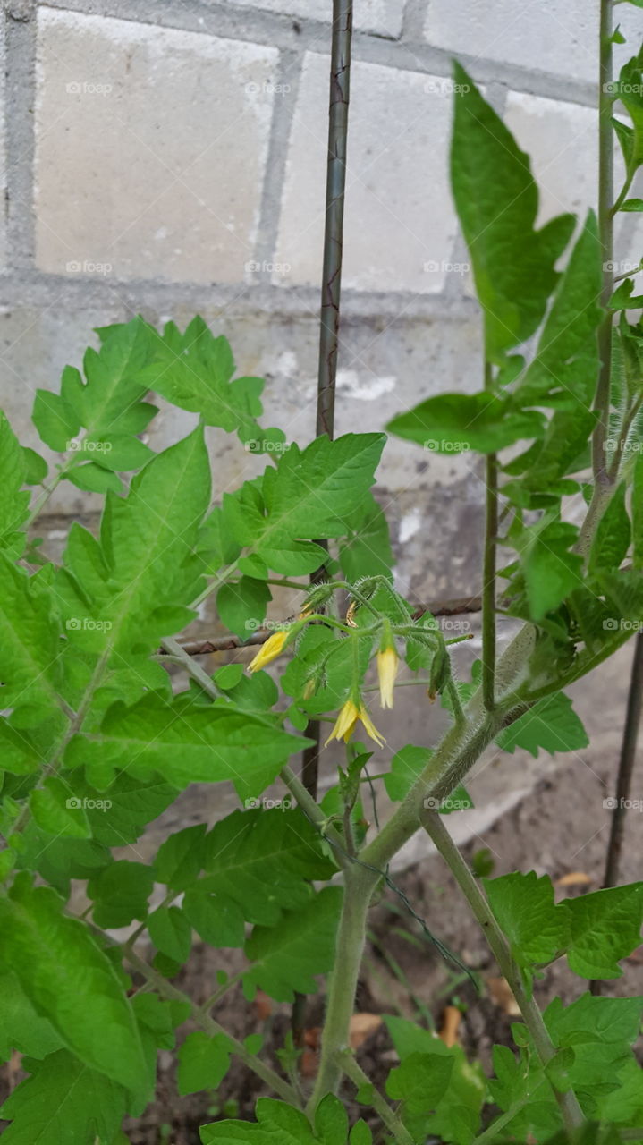 Die Liebe die gedeit.