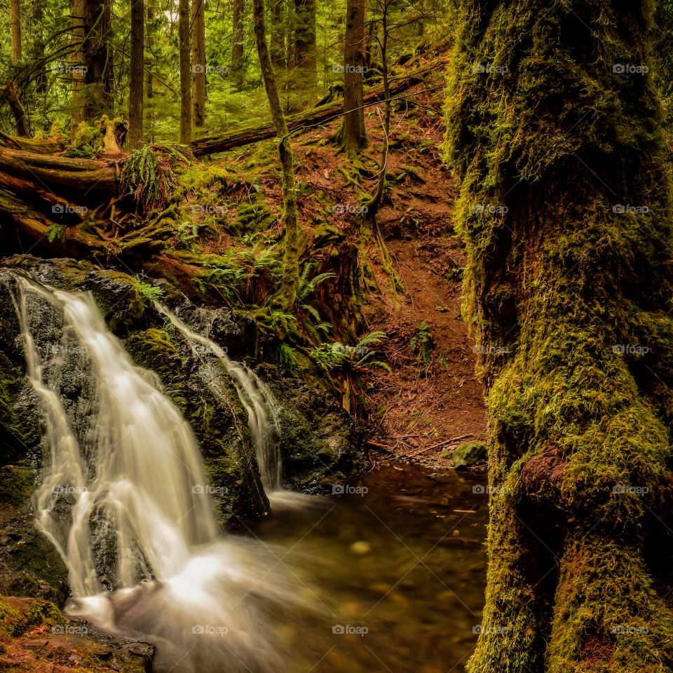 Scenic view of waterfall in forest