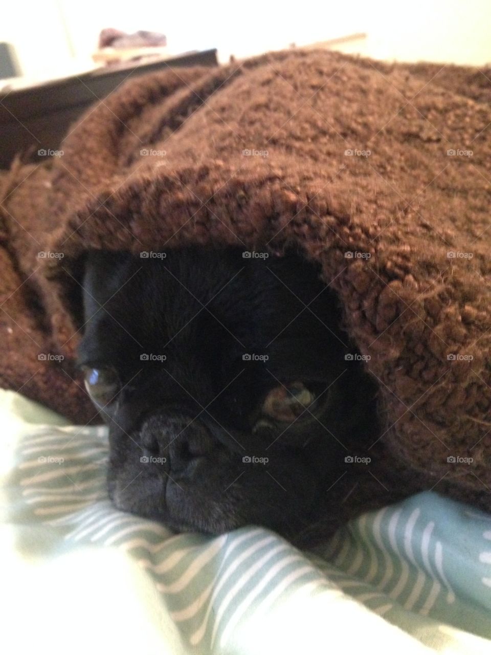 Minnie- pug in a blanket 😜