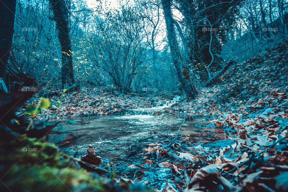 Scenic view of river in forest