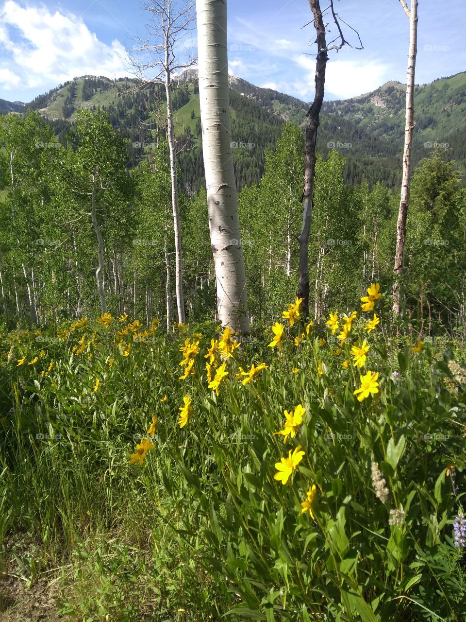 mountain wildflowers