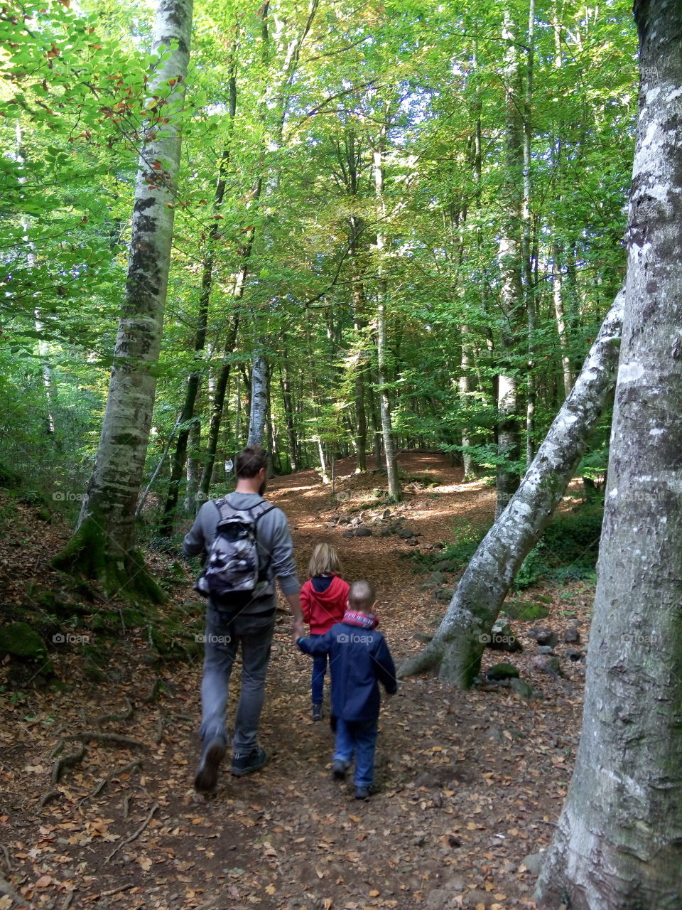 Walking in the forest