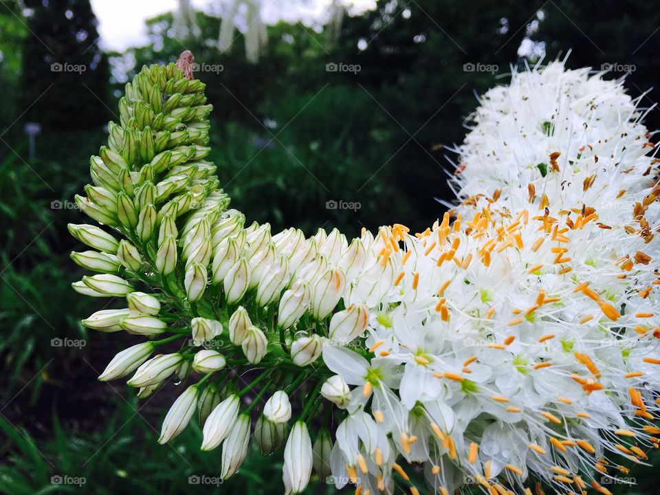 White flower buds blooming in garden