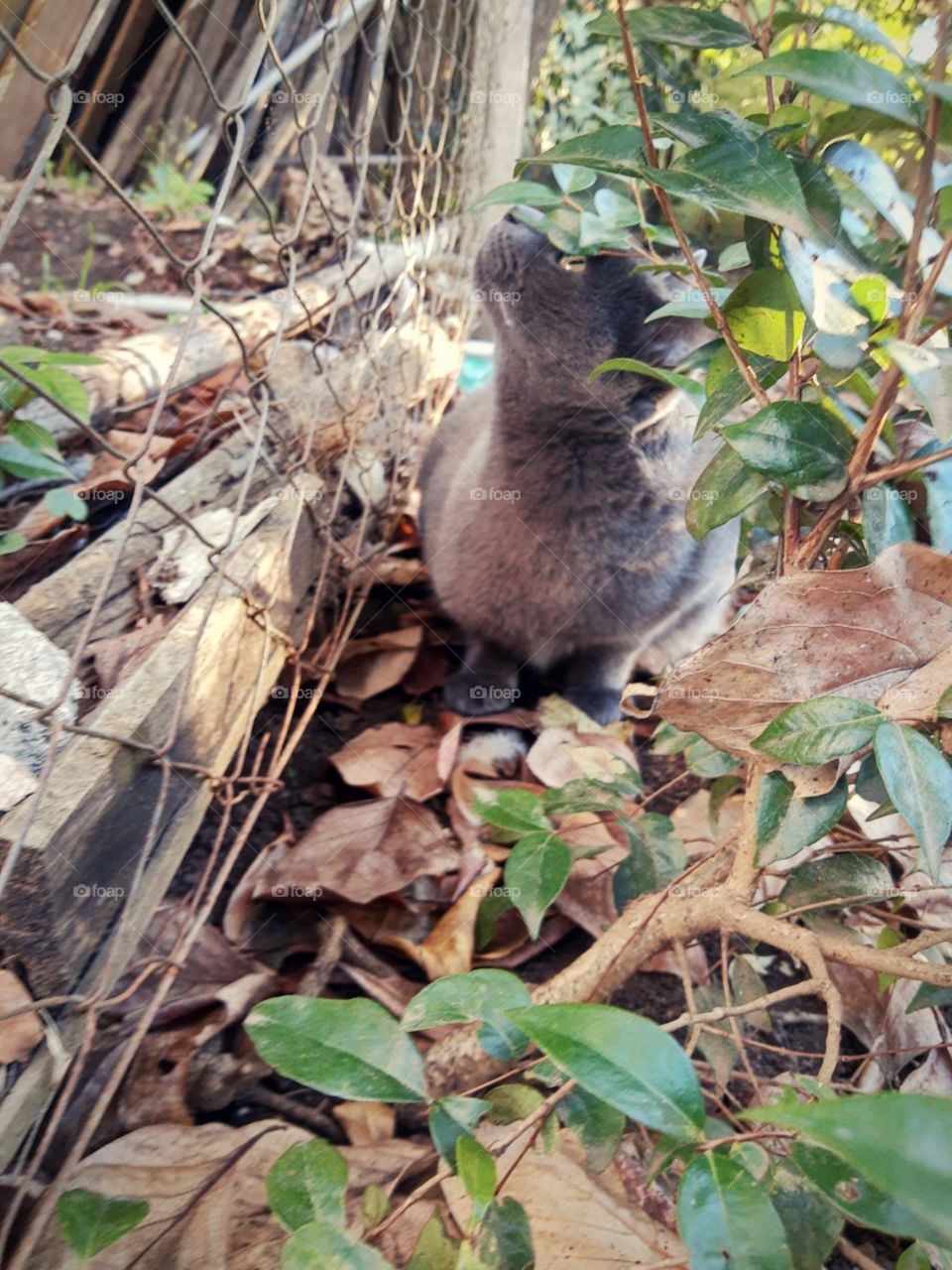 cat looking at the top