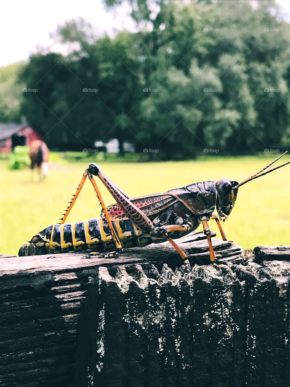I’m on the fence ... grasshopper observation 