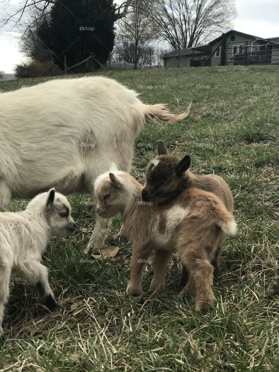 Triplets! 