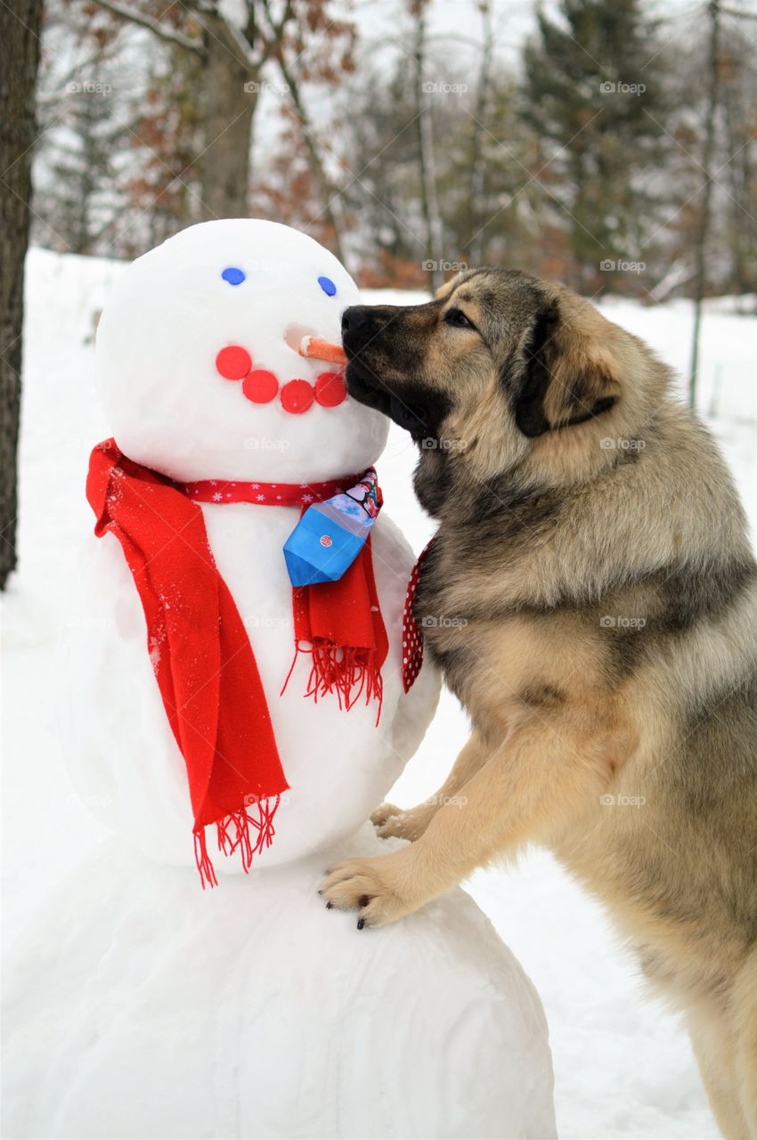 Dog eating carrot snowman nose