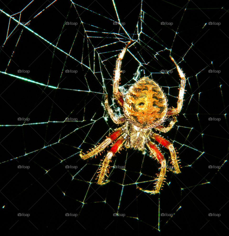 Close-up of spider on web