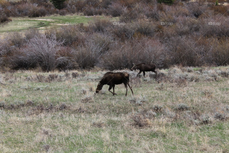 Moose no filter wildlife animal mama baby brush Wyomi bushes grass unedited Field backcountry countryside outdoors tall grass scenic fall spring