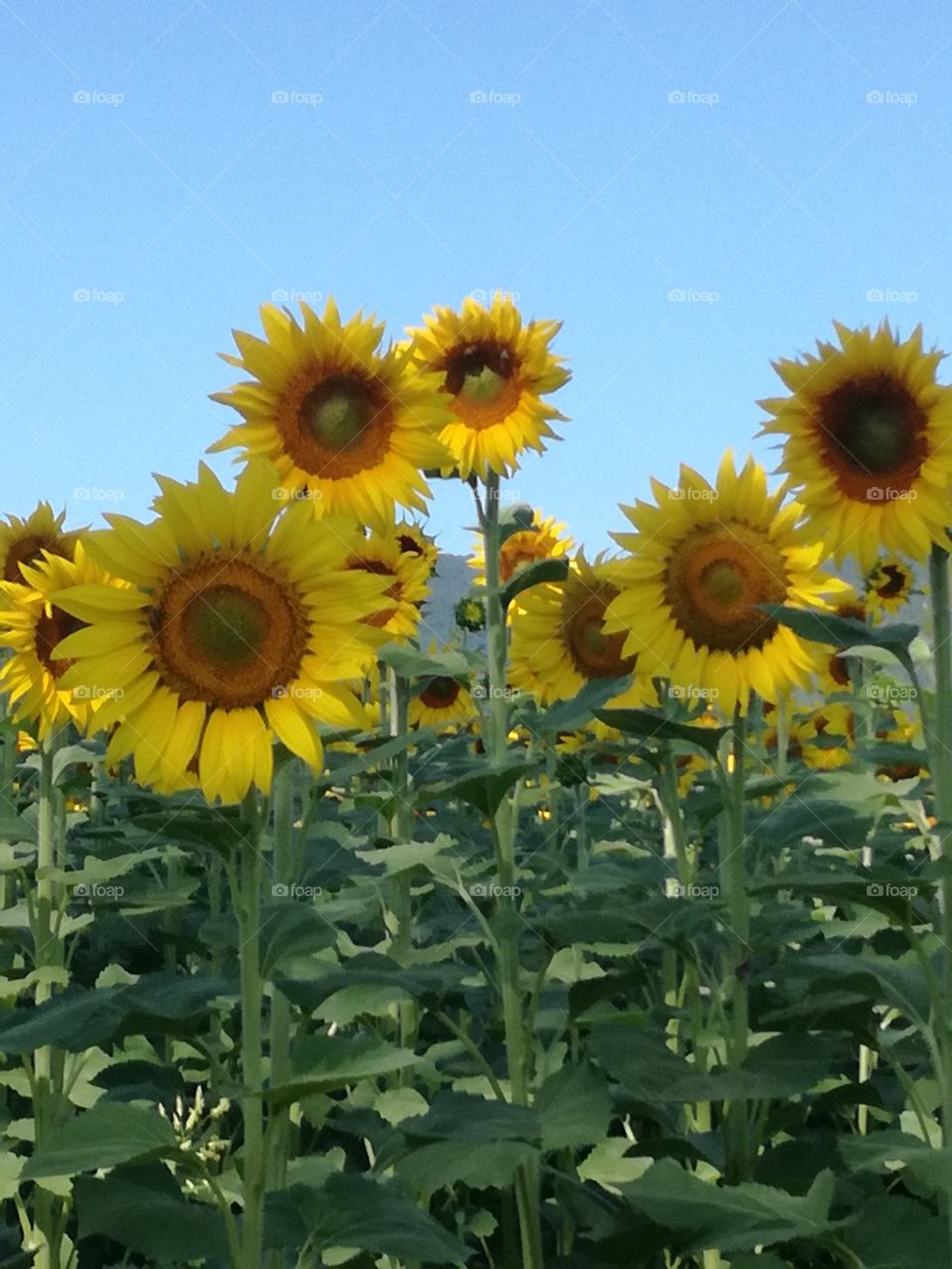 Sunflowers watching the sun