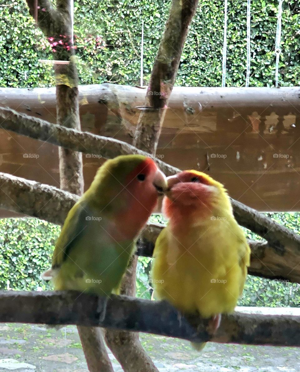 love with birds