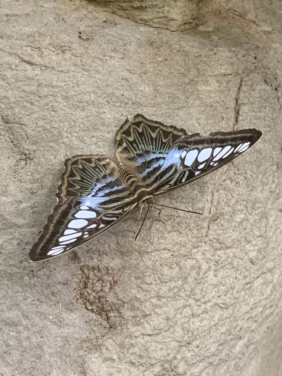 Beautiful Butterfly 