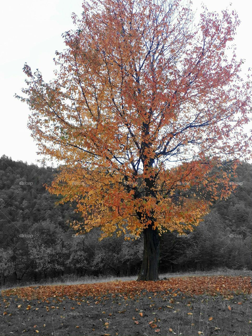 Cherry leaves in autumn are the most beautiful colors