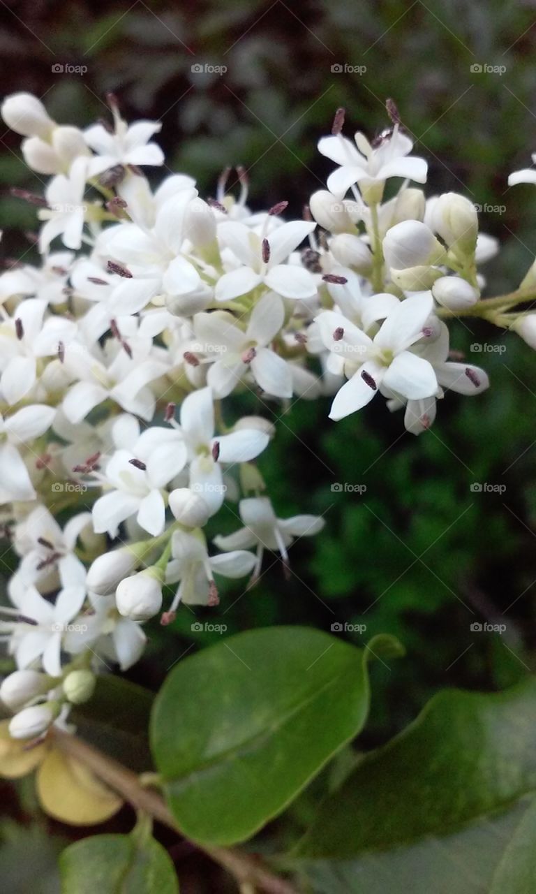 white flowers on a tree