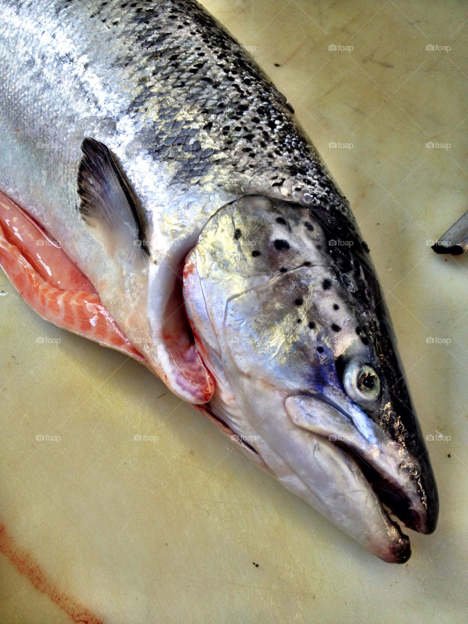 close fish fresh salmon by thornkvist