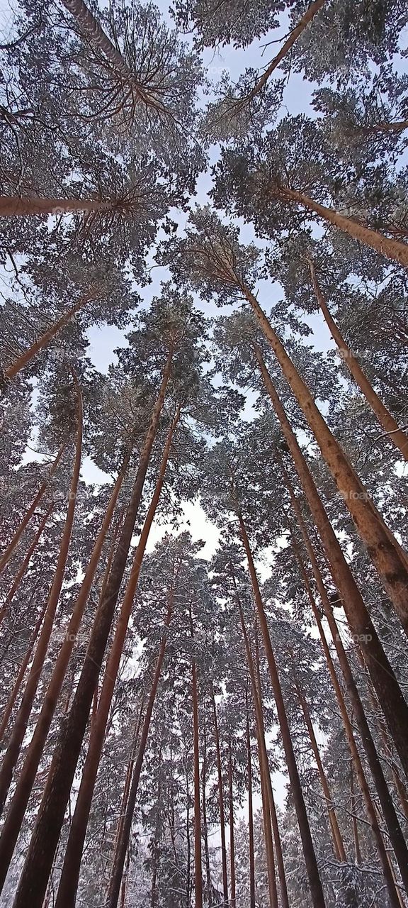 Winter, forest, snow, pine trees, trees in the snow, look up, sky through the branches, winter landscape