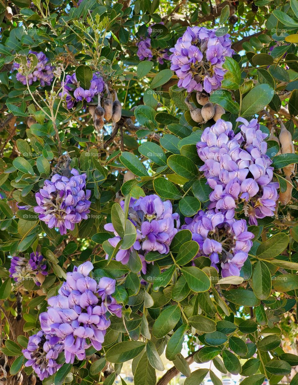 Texas Mountain Laurel Flowers Closeup