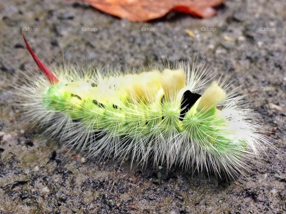 caterpillar