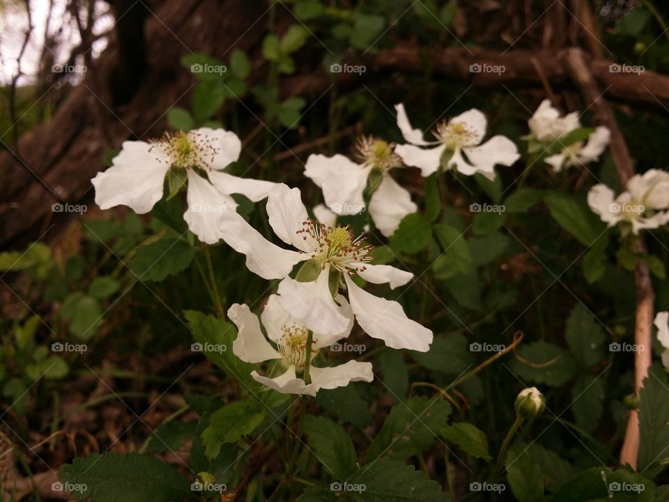 Wild Dewberry Blossoms