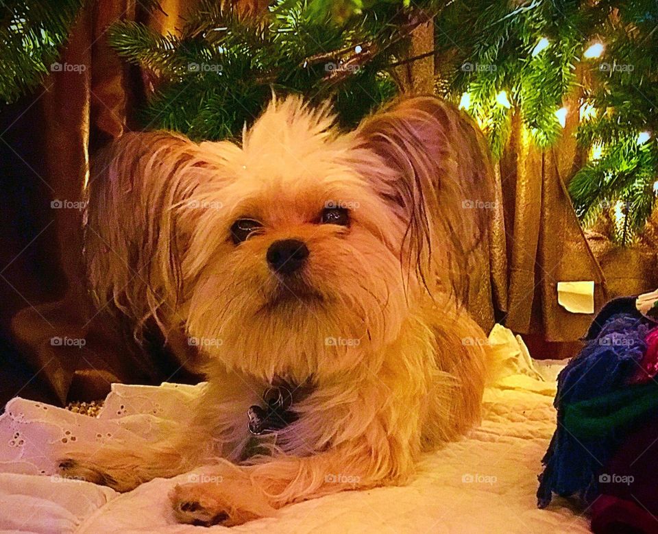 Beau my beau is a gift!