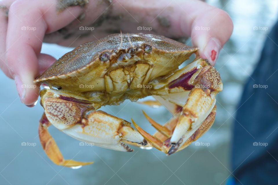 Crab