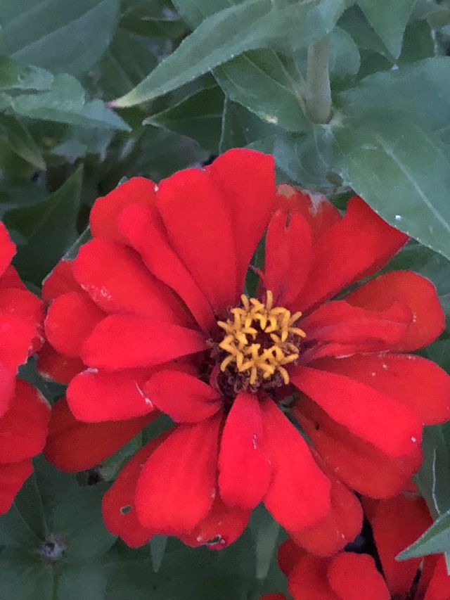 Zinnia 