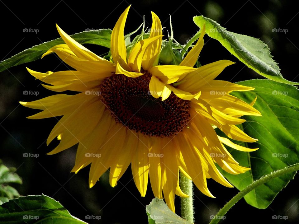 Sunflowers 