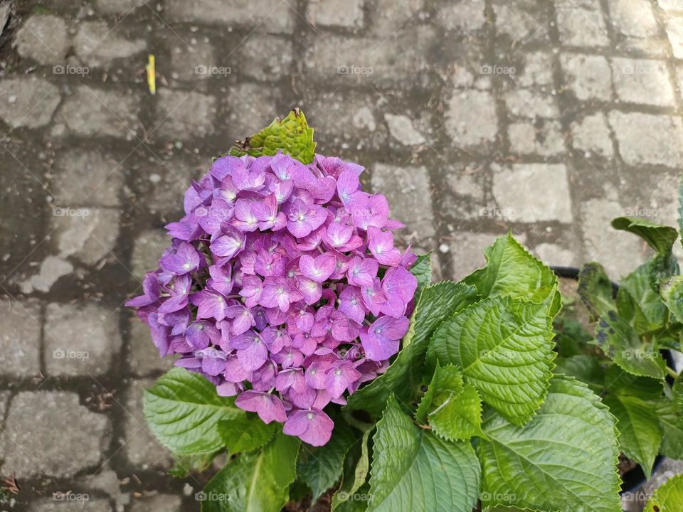 Hydrangea Macrophylla