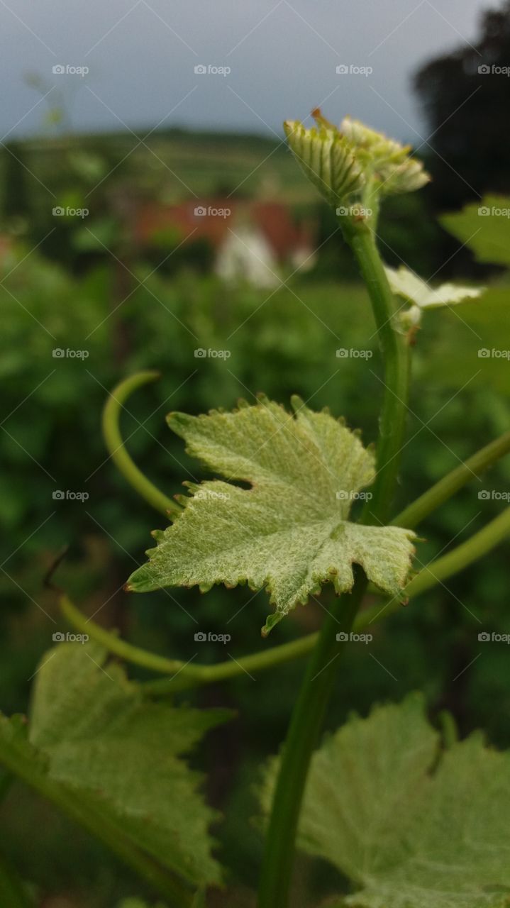 vine leaf