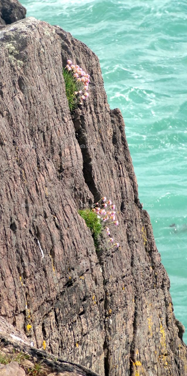 Flowers on the cliff