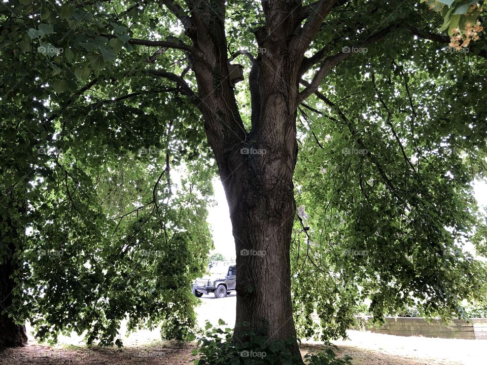 Courtney Park in Devon has some incredible trees and l post this one as one of their fine examples.