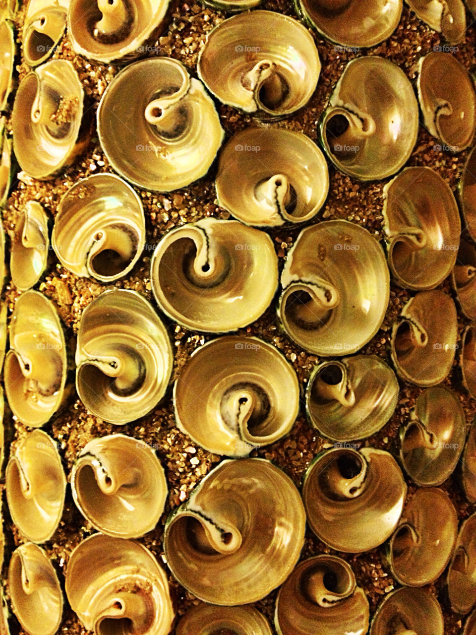gold texture shell spiral by iDavidHD
