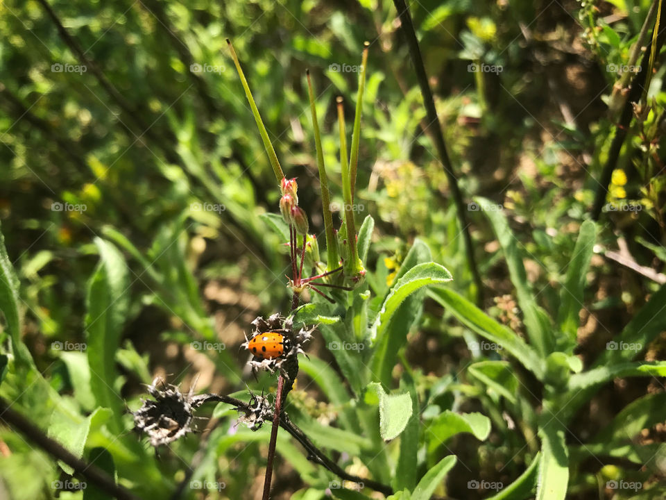 Red lady bug