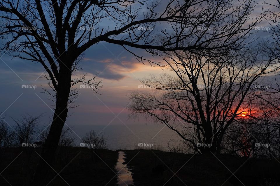 Silhouette of tree during sunset