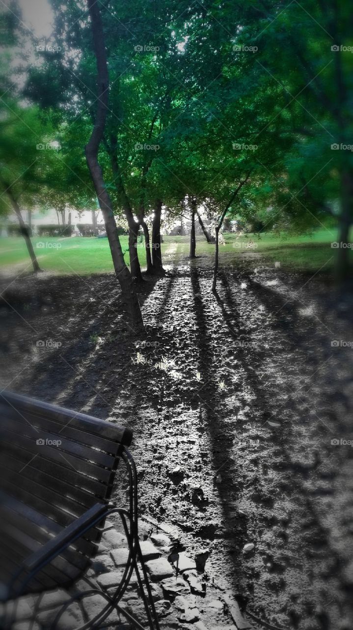 Shadow of tree on mud in the park