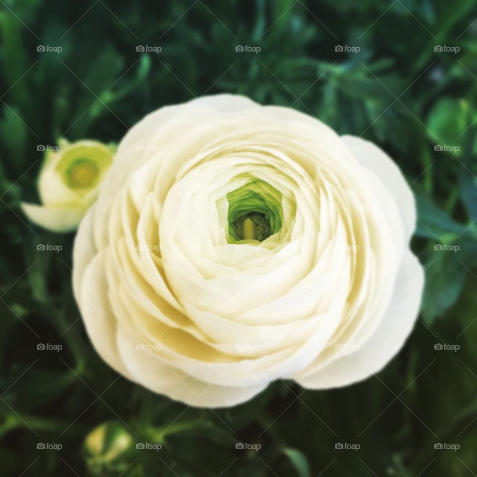 Ranunculus 